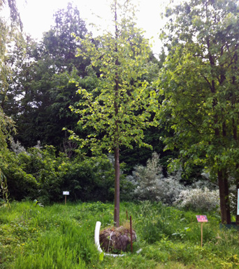 Bomencentrum Nederland