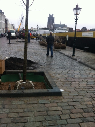 Boomverankering in boomgranulaat