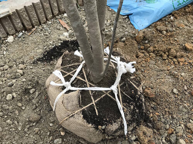 Biologische boomverankering Osaka