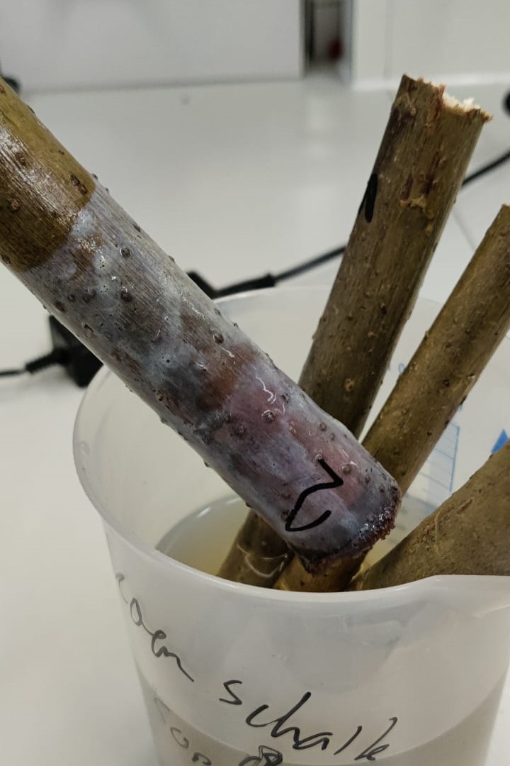 Wilgentenen Test Klimaatkast